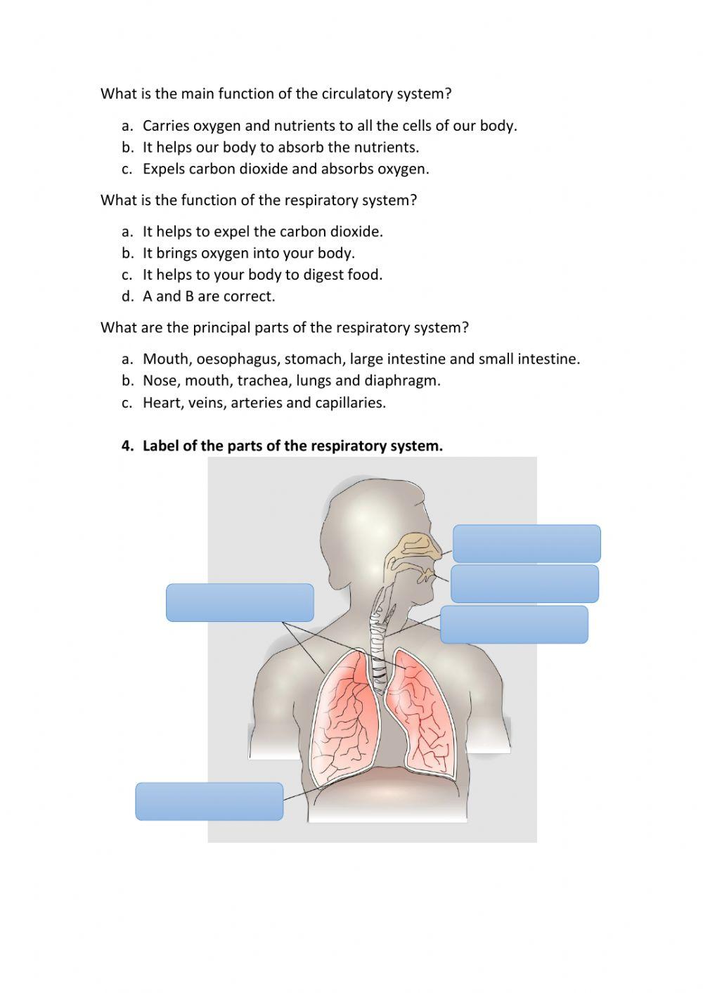 Circulatory and respiratory system