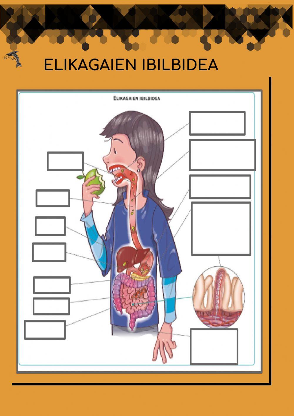 Elikagaien ibilbidea Elikagaien ibilbidea