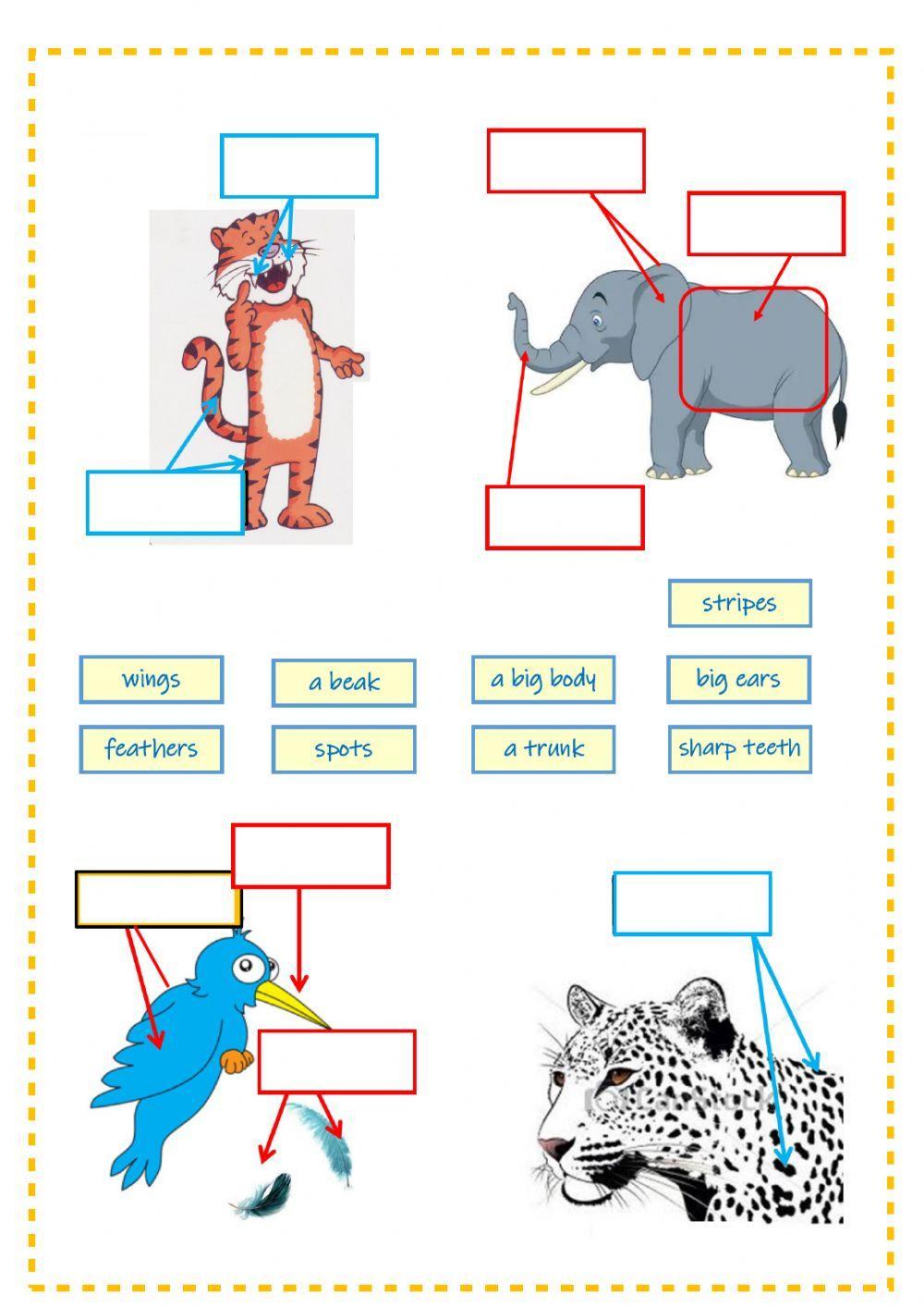 More animal body parts - Tiger 3 - Unit 2