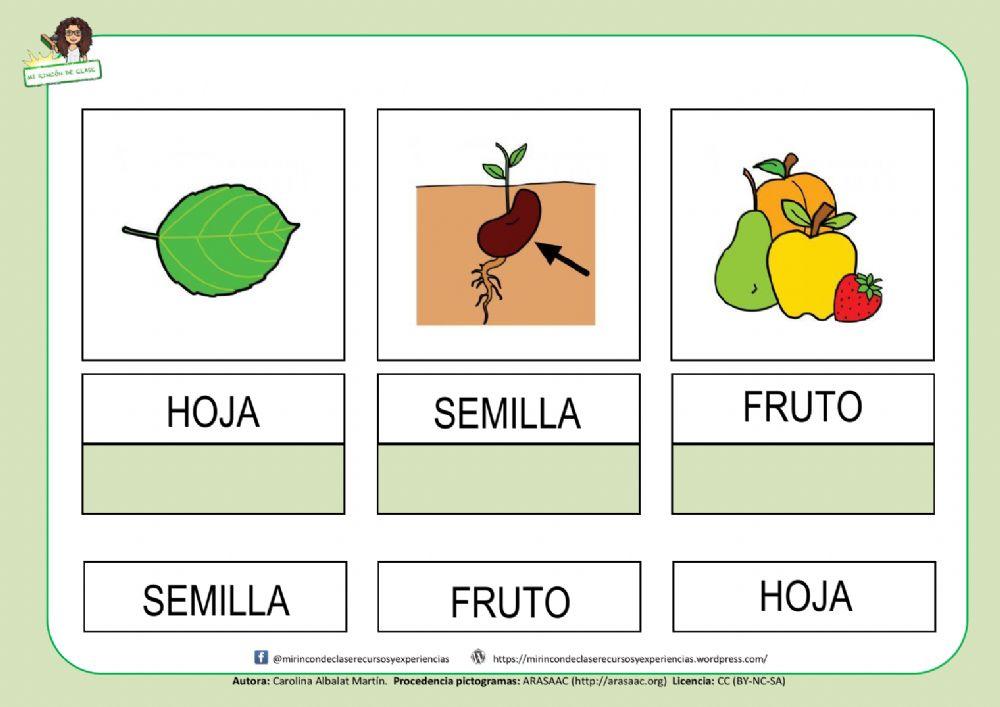 Lectura de palabras: las partes de la planta