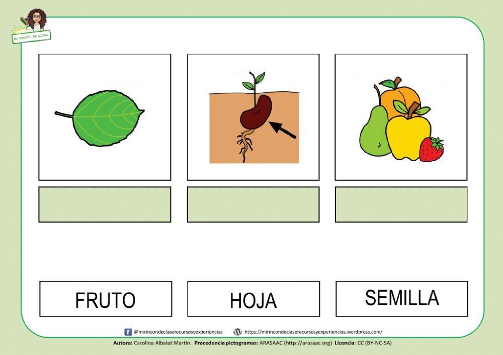 Lectura de palabras: las partes de la planta