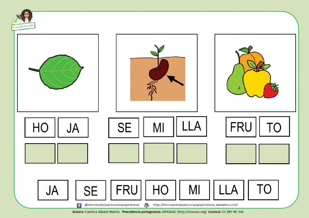 Lectura de palabras: las partes de la planta
