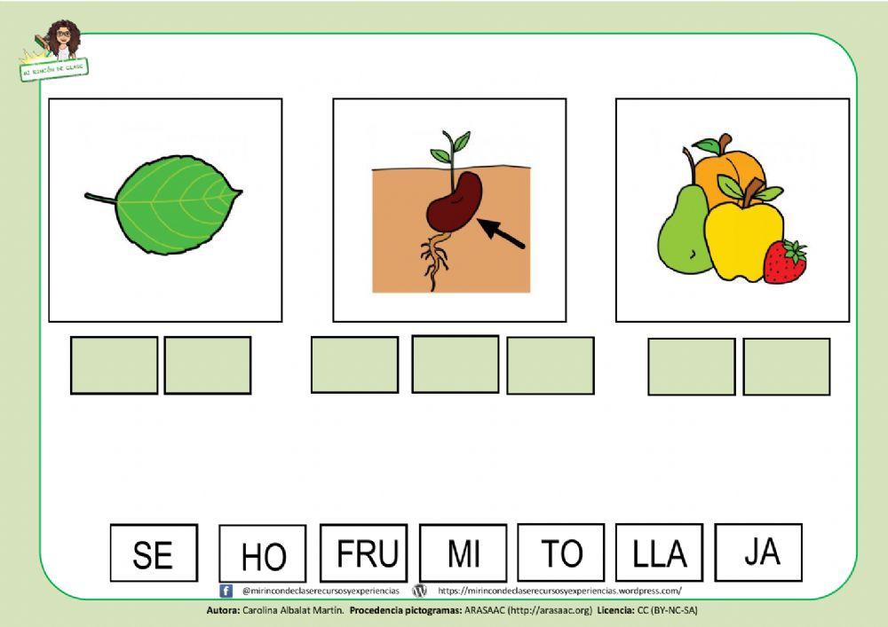 Lectura de palabras: las partes de la planta