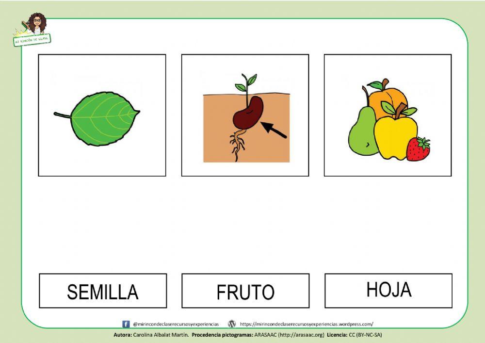 Lectura de palabras: las partes de la planta