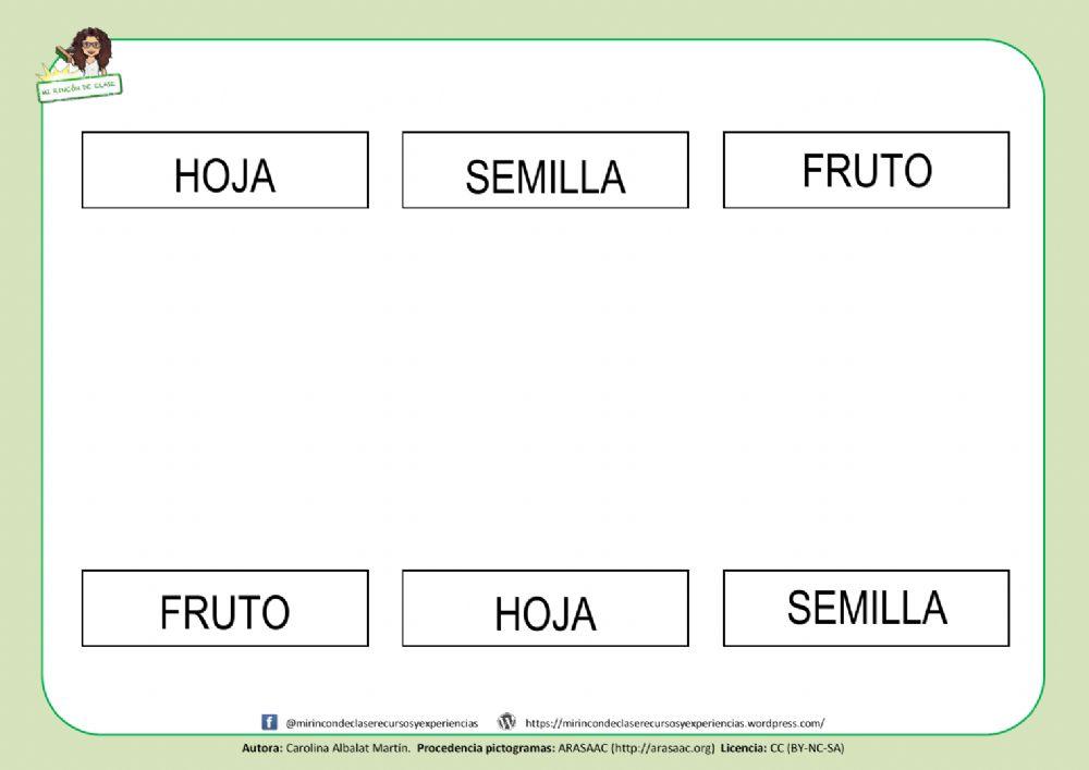 Lectura de palabras: las partes de la planta