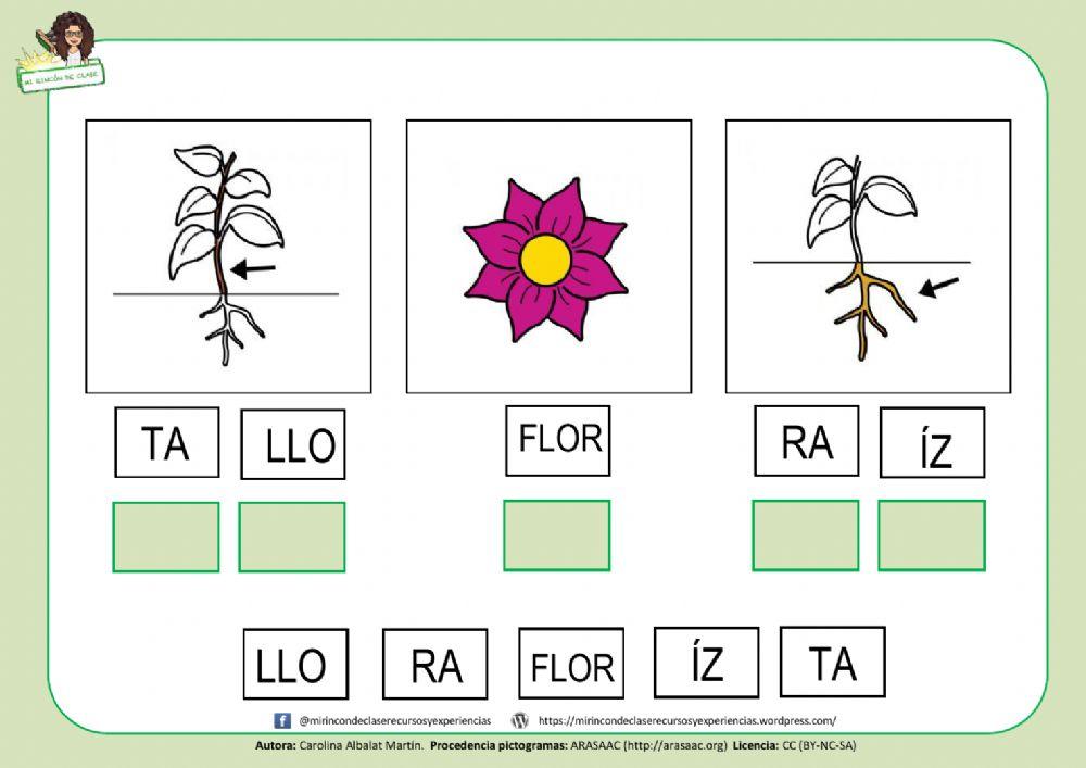 Lectura de palabras: las partes de la planta 2