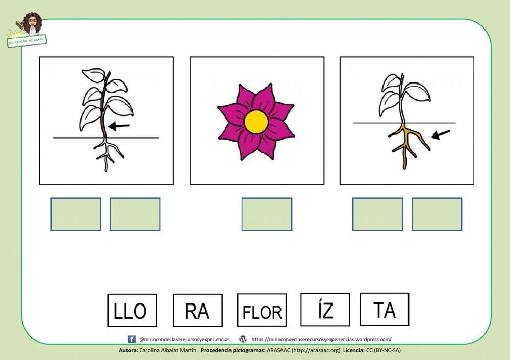 Lectura de palabras: las partes de la planta 2