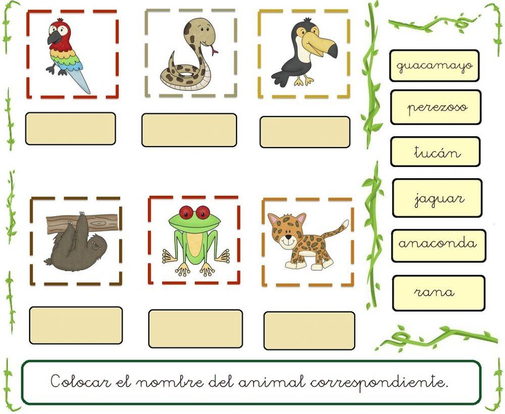 Animales del Amazonas Animales del Amazonas