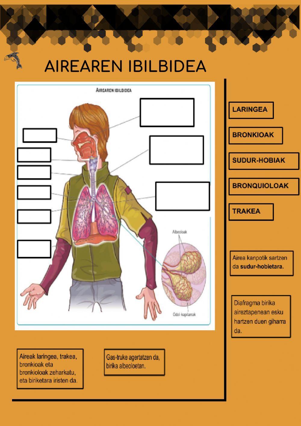 Airearen ibilbidea