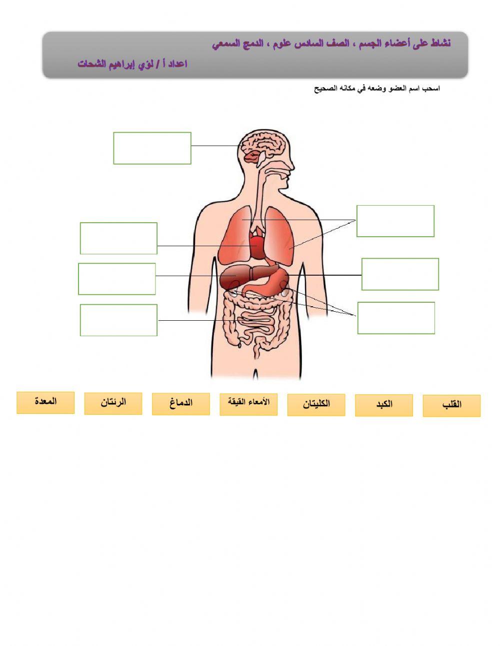أعضاء جسم الانسان