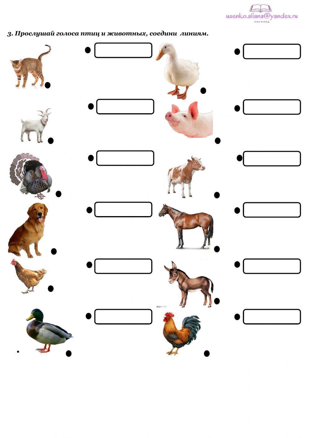 Домашние животные и птицы worksheet | Live Worksheets