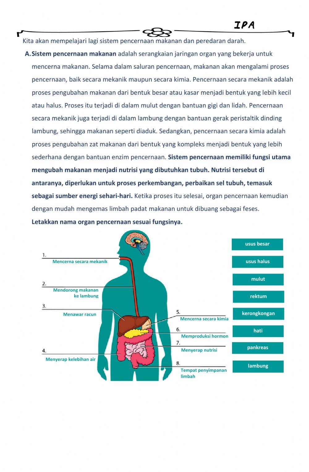 Bagaimana Tubuh Bekerja