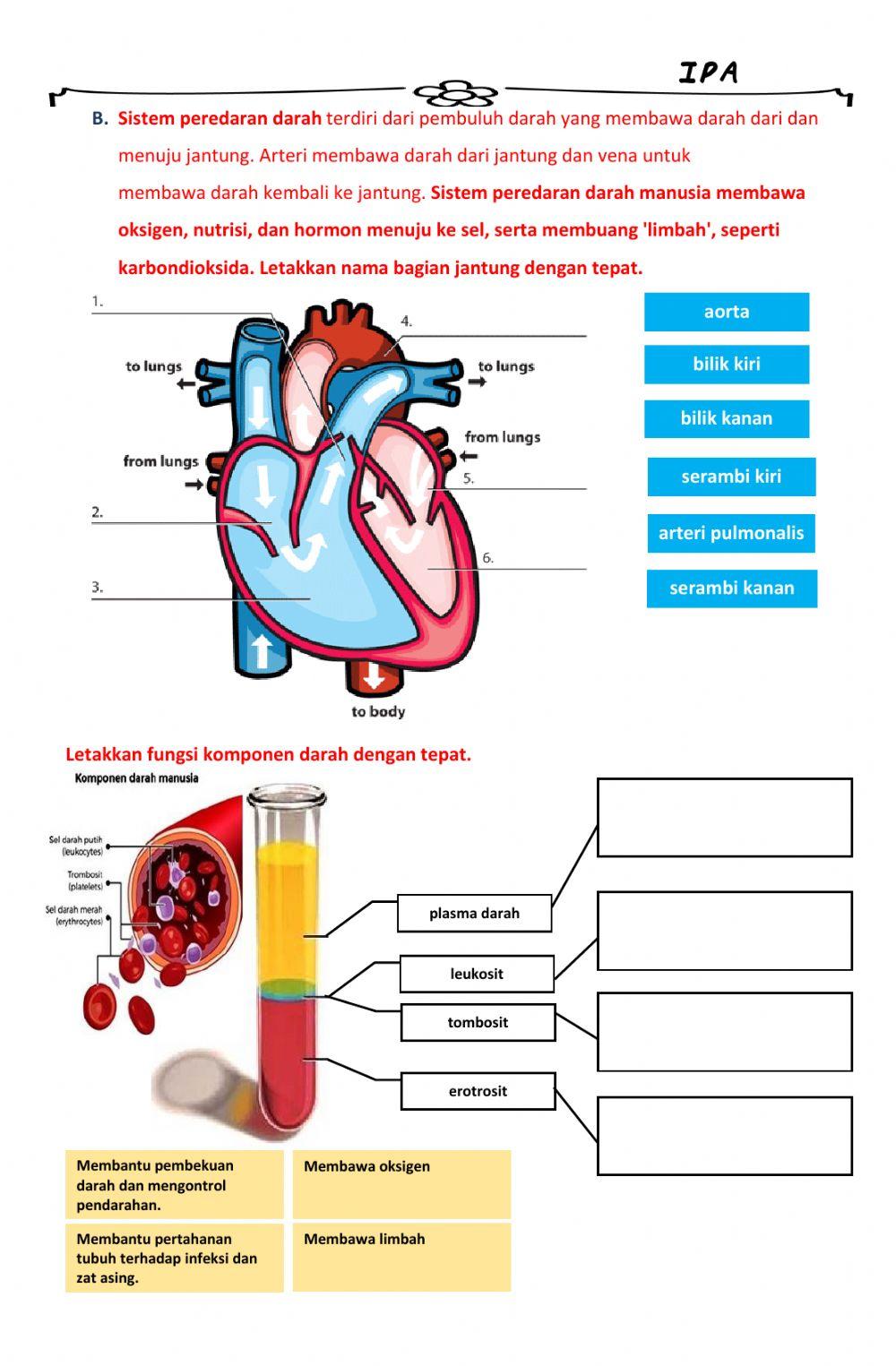 Bagaimana Tubuh Bekerja