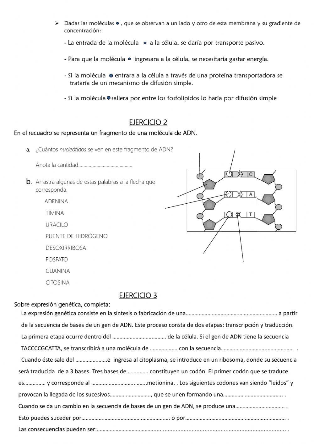 Repechaje biología cuarto 2020