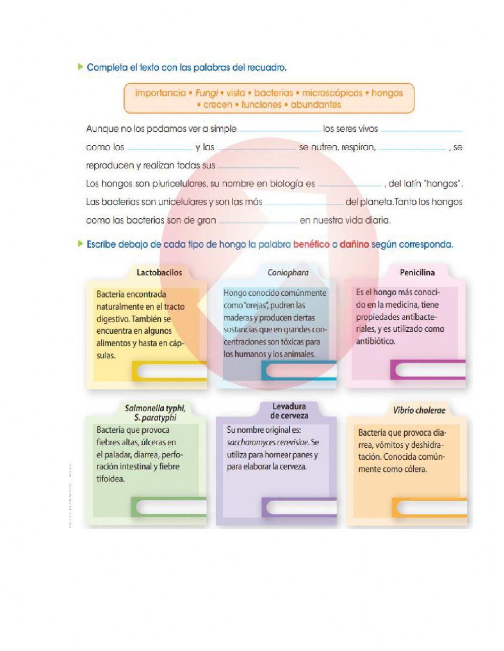 Beneficios de hongos y bacterias