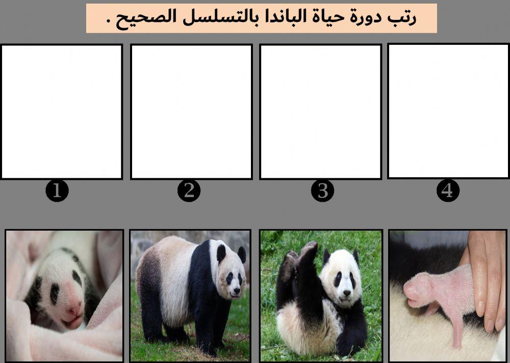 دورة حياة الباندا