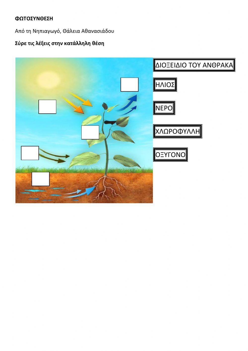 Φωτοσύνθεση