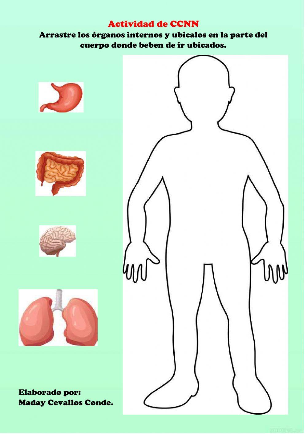 Los órganos internos del cuerpo humano.