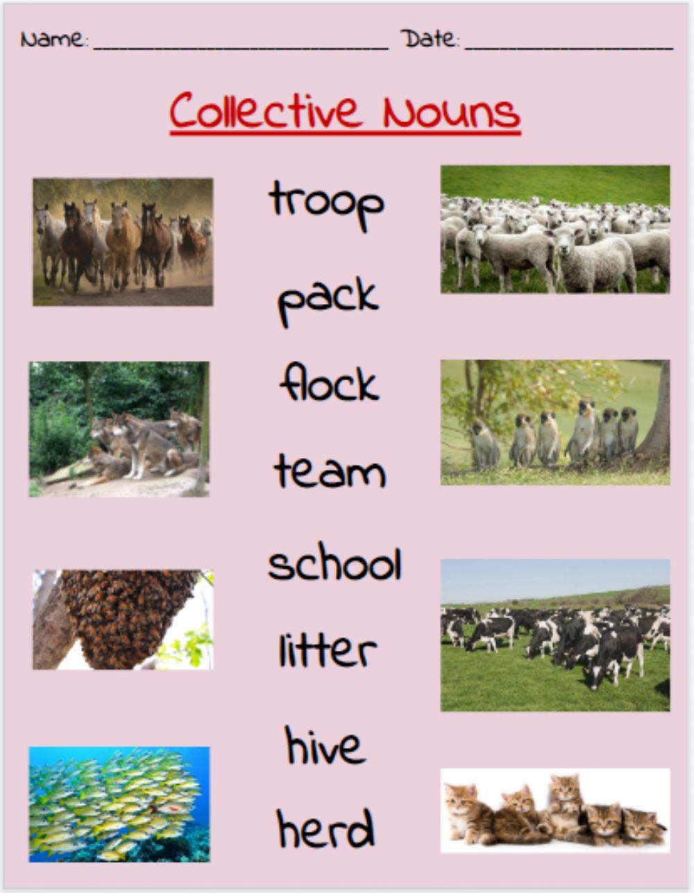 Collective Nouns Match