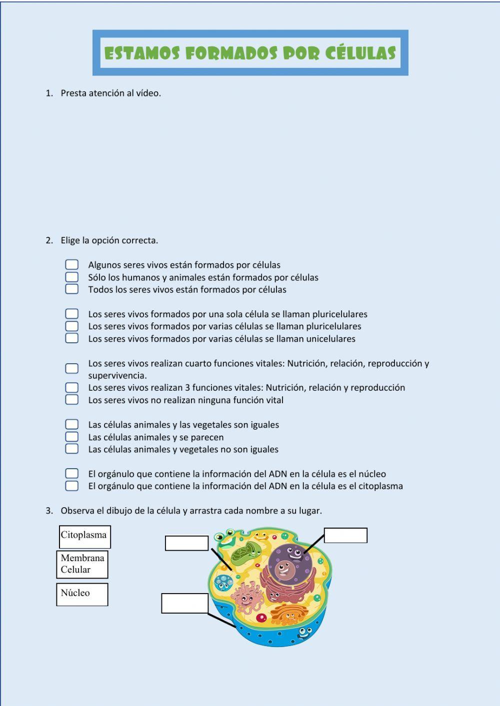 Estamos formados por células