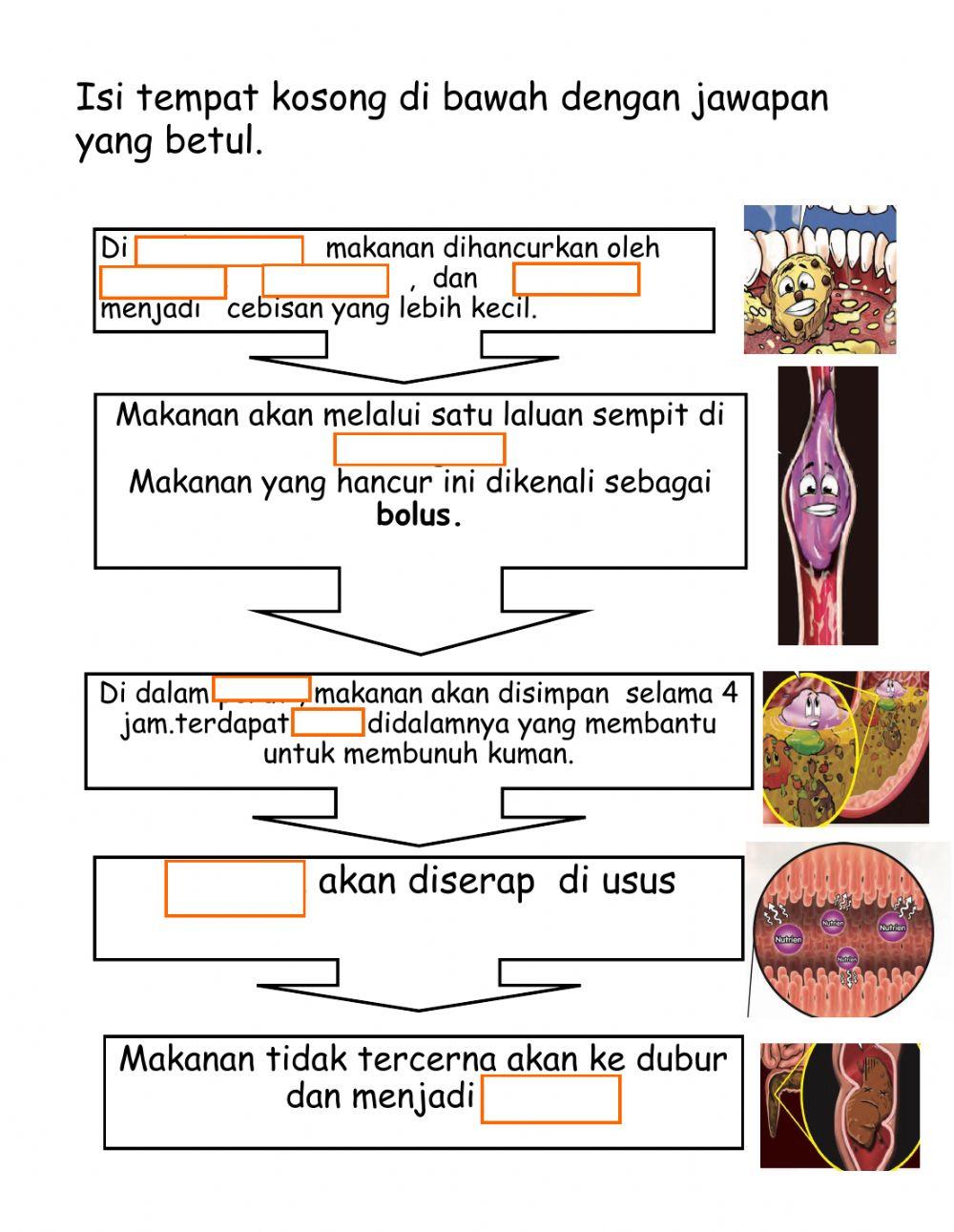 Tahun 3- proses pencernaan