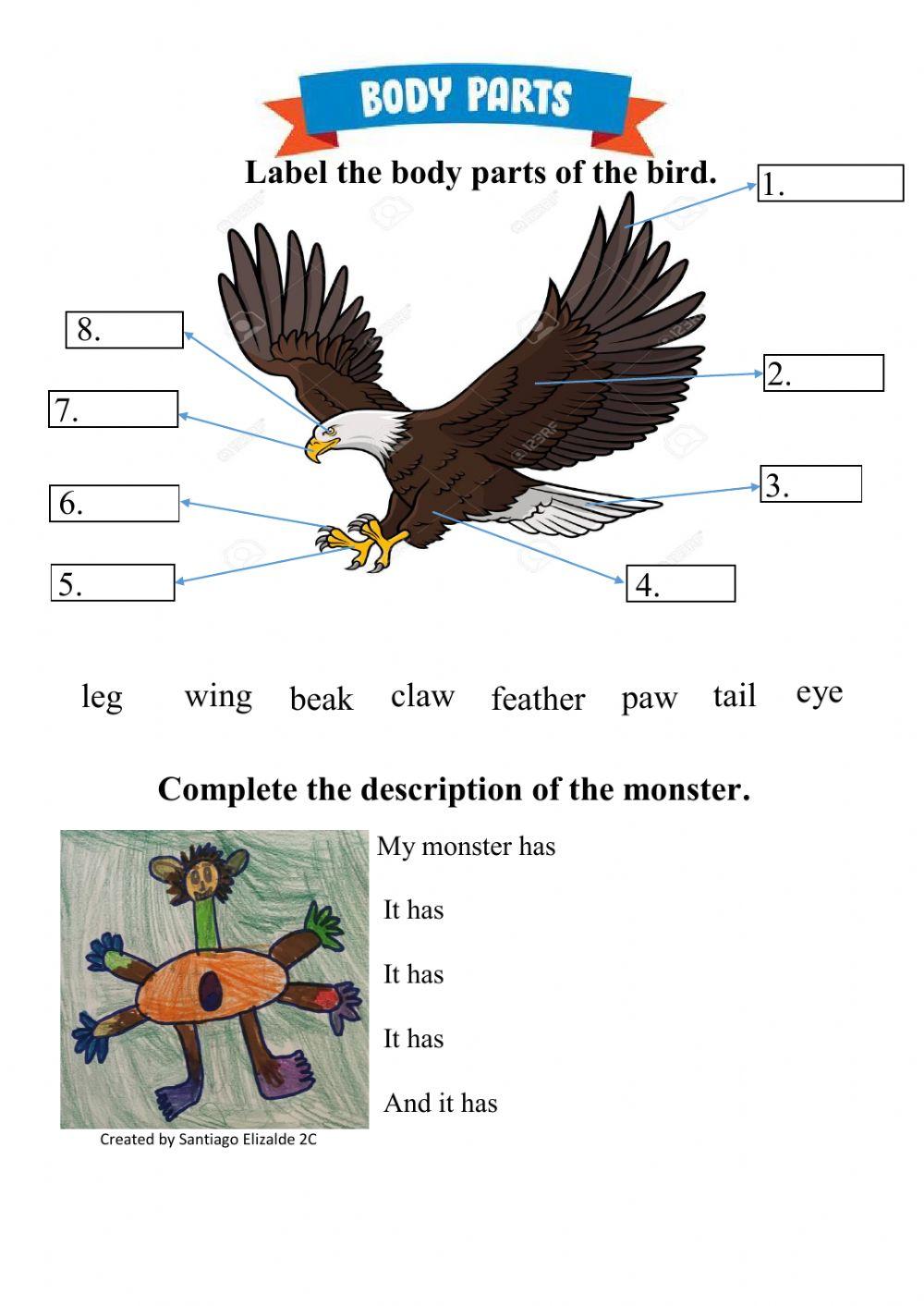 532455 Bird's Body Parts Arturo Sánchez