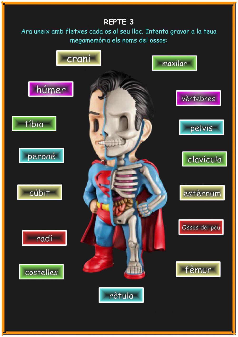 L esquelet- Projecte superherois