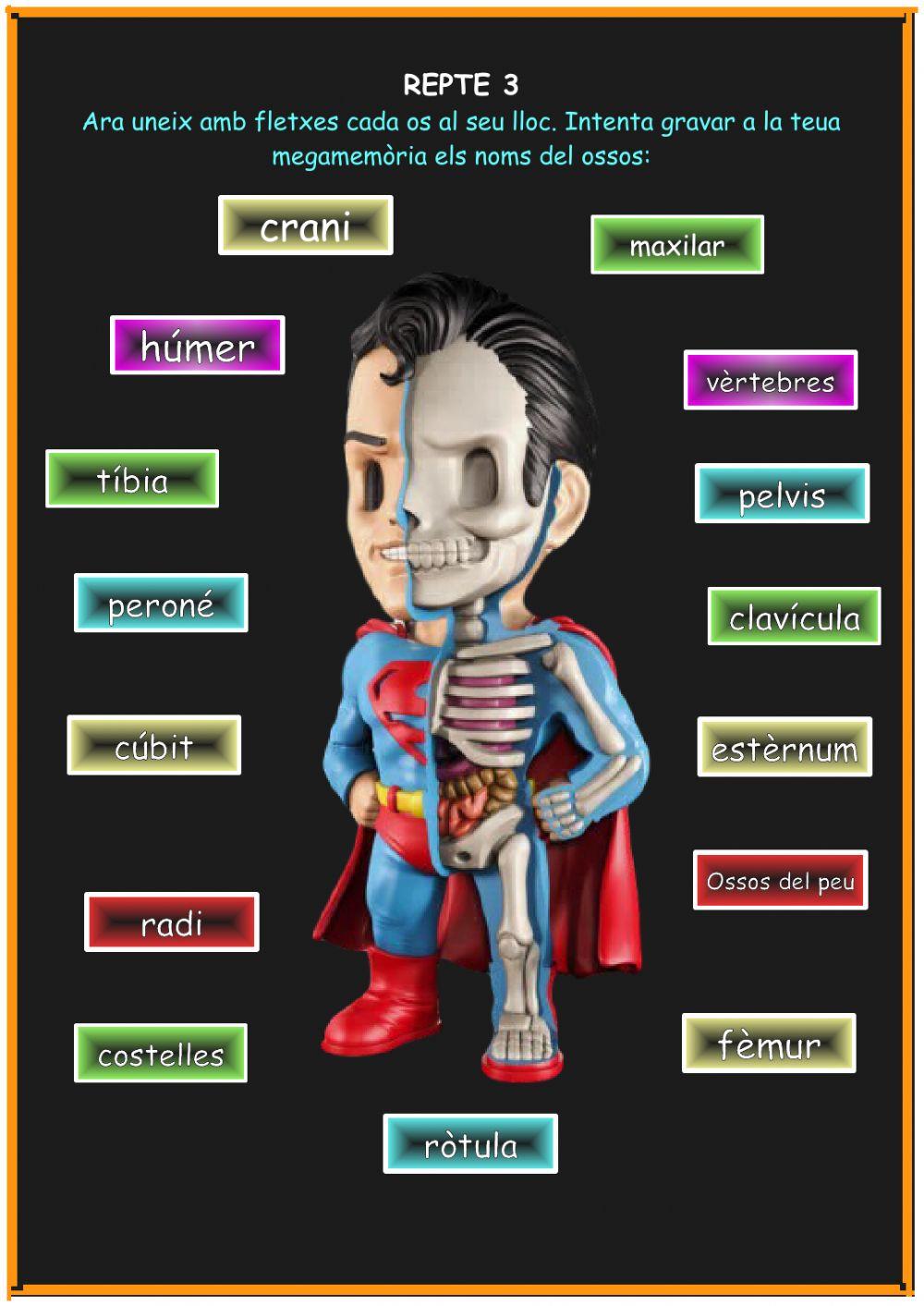 L esquelet- Projecte superherois L esquelet- Projecte superherois