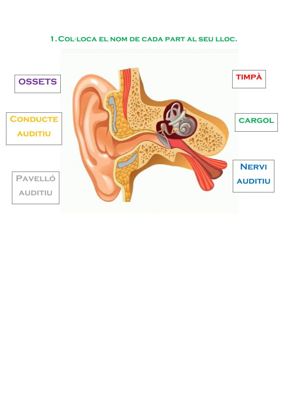 El sentit de l'oïda