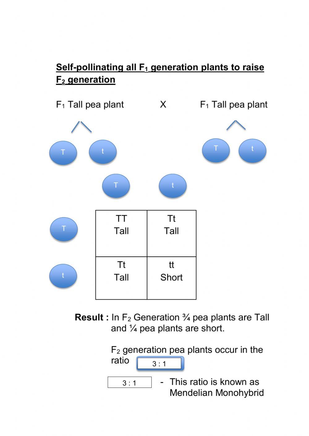 Monohybrid cross