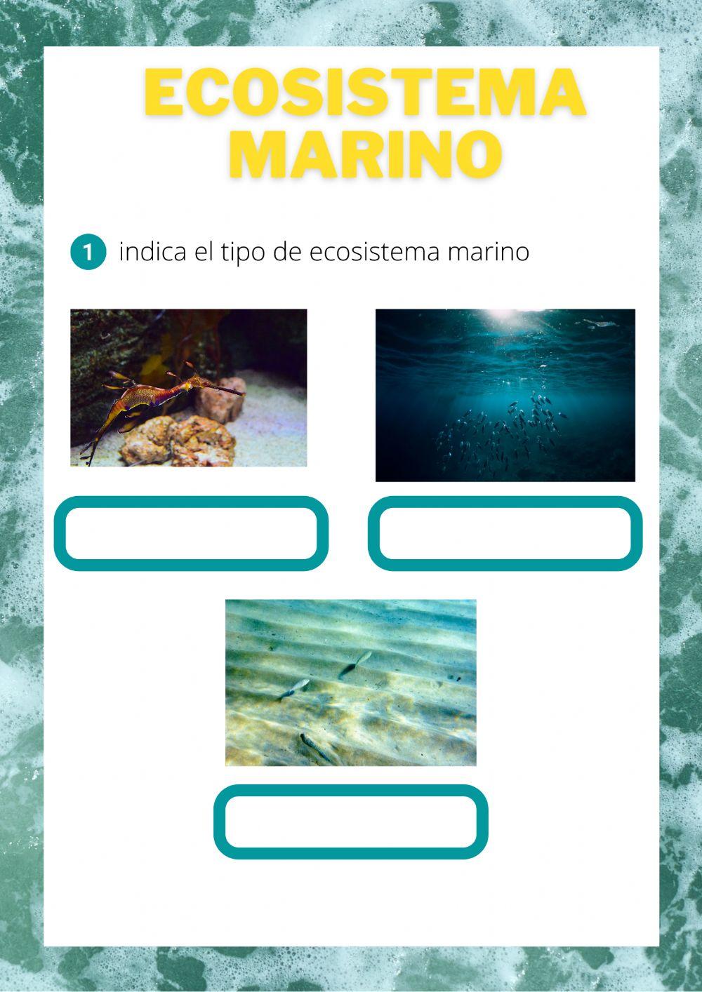 Ecosistema marino