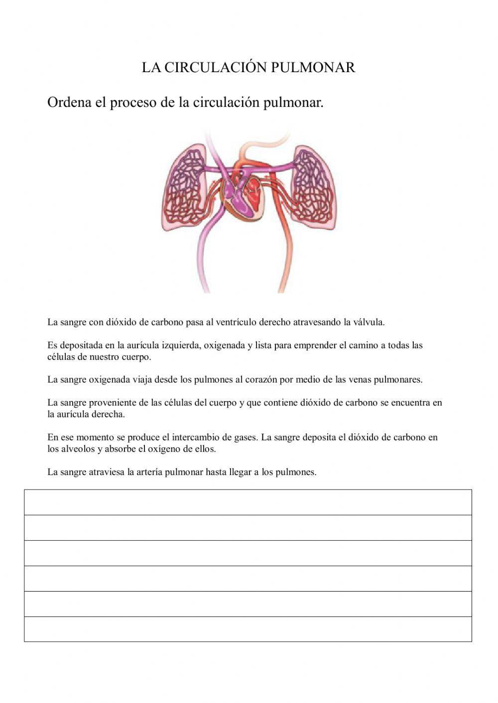 Circulación pulmonar Circulación pulmonar