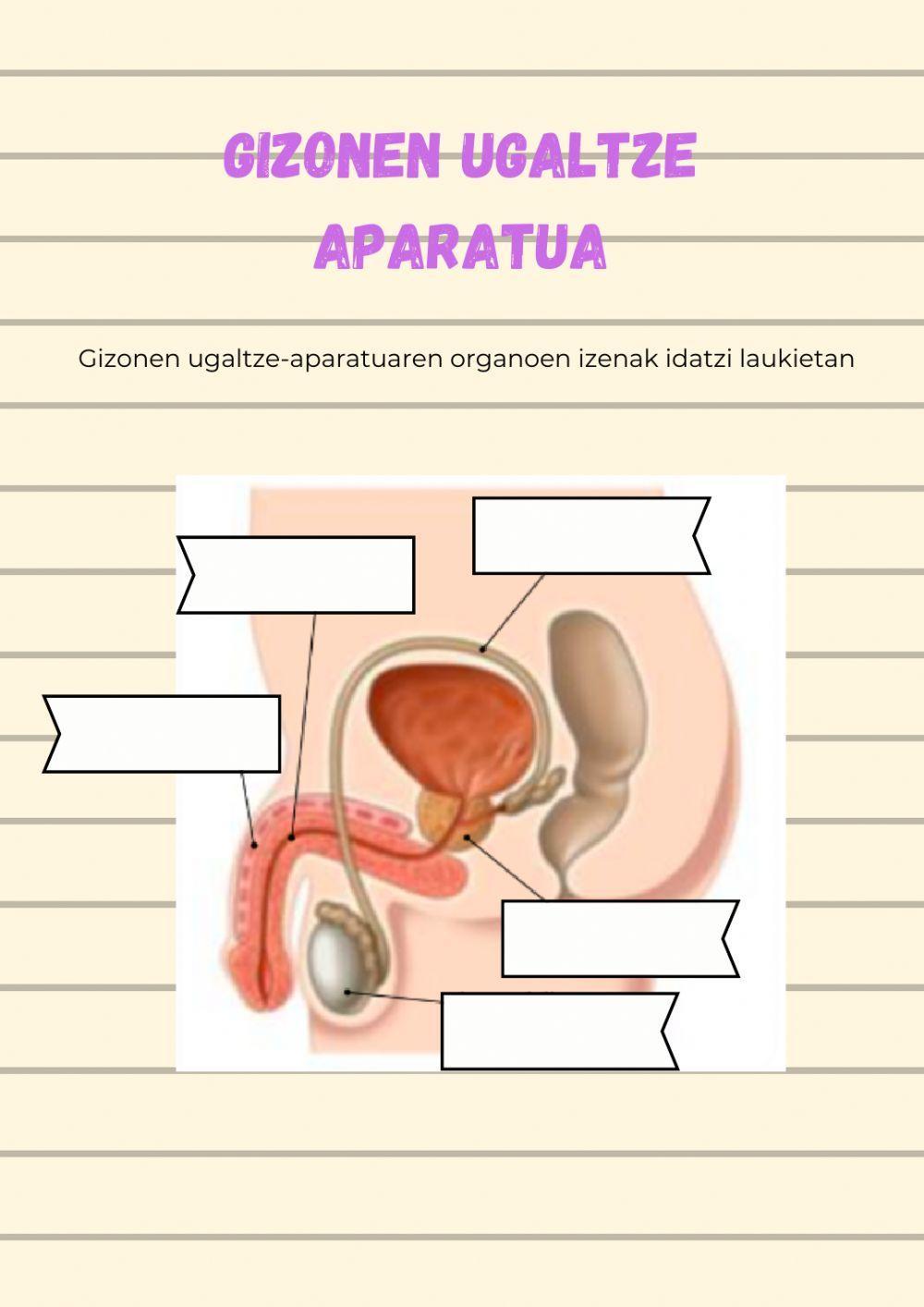 Gizonen ugaltze-aparatua