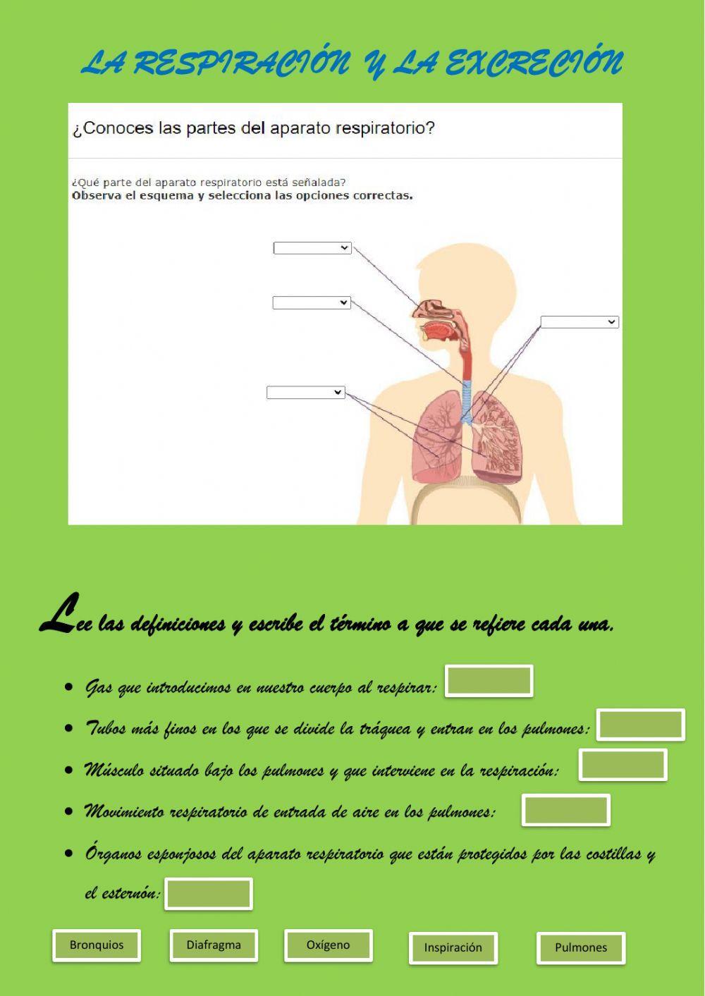 La respiración y la excreción