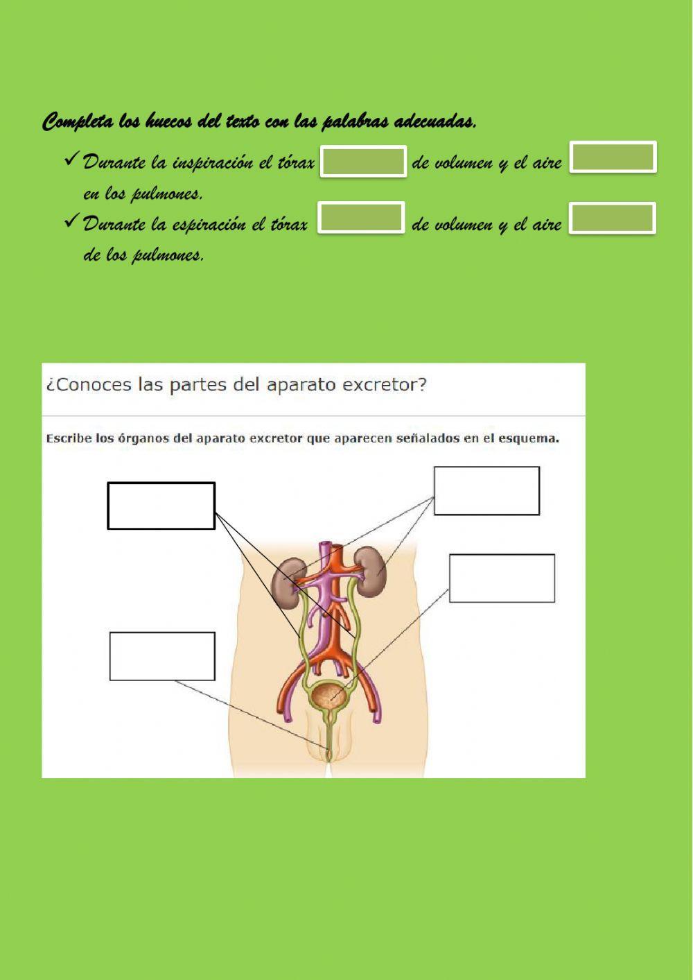 La respiración y la excreción