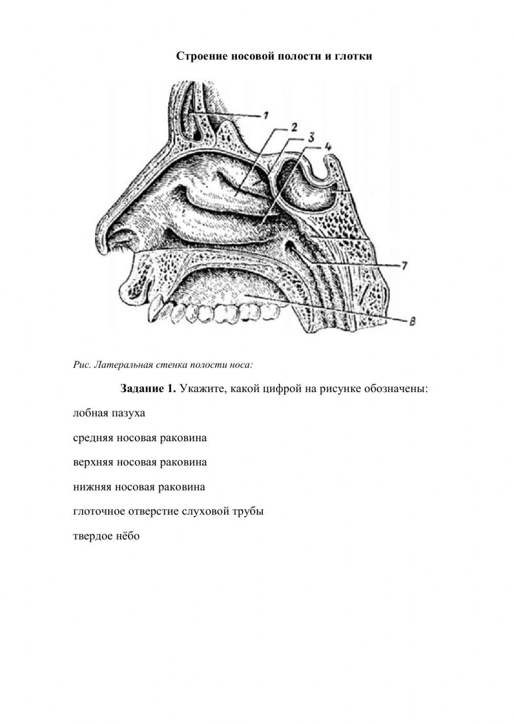 Строение носовой полости и глотки worksheet | Live Worksheets