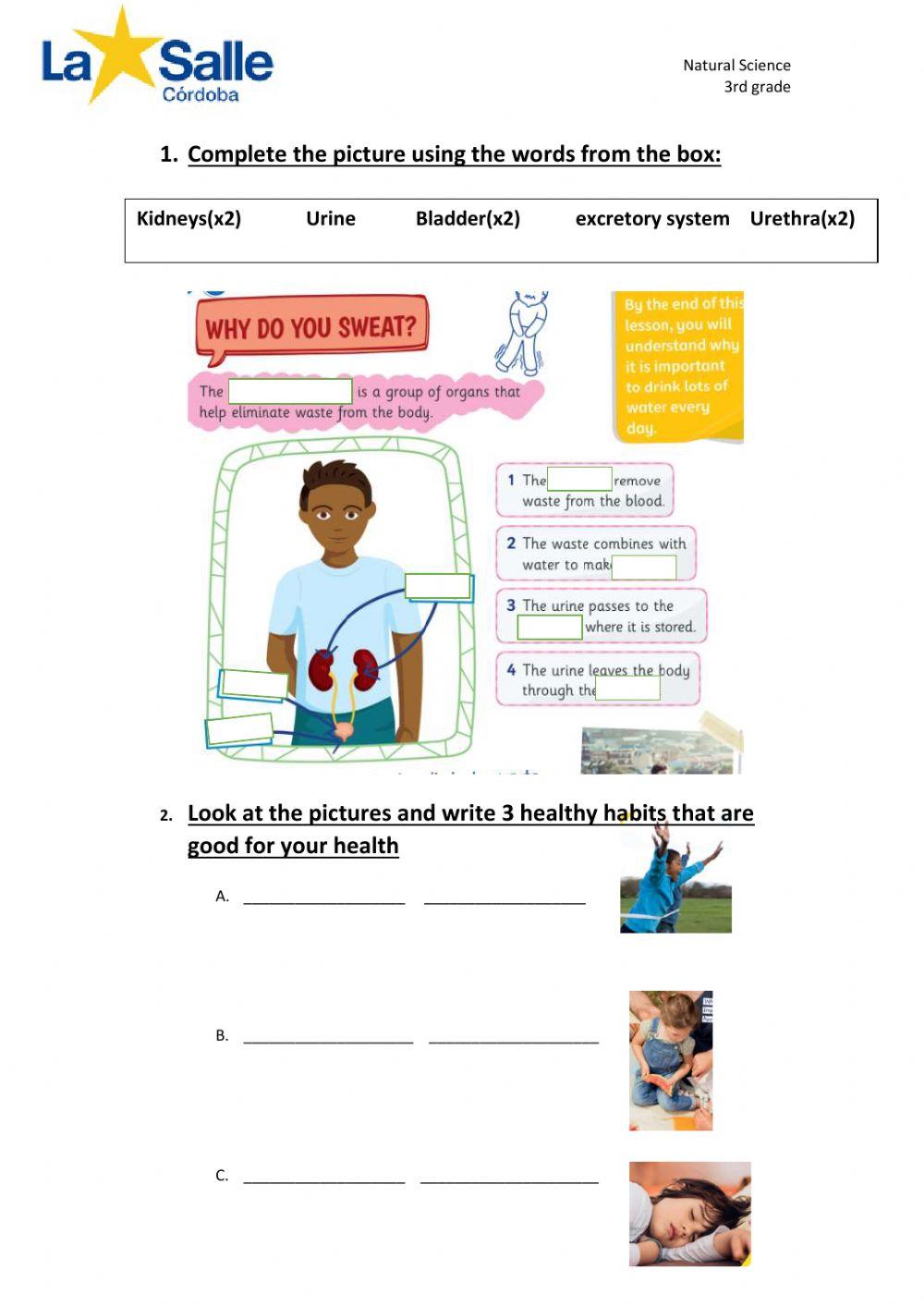 Sistema excretor excretory system
