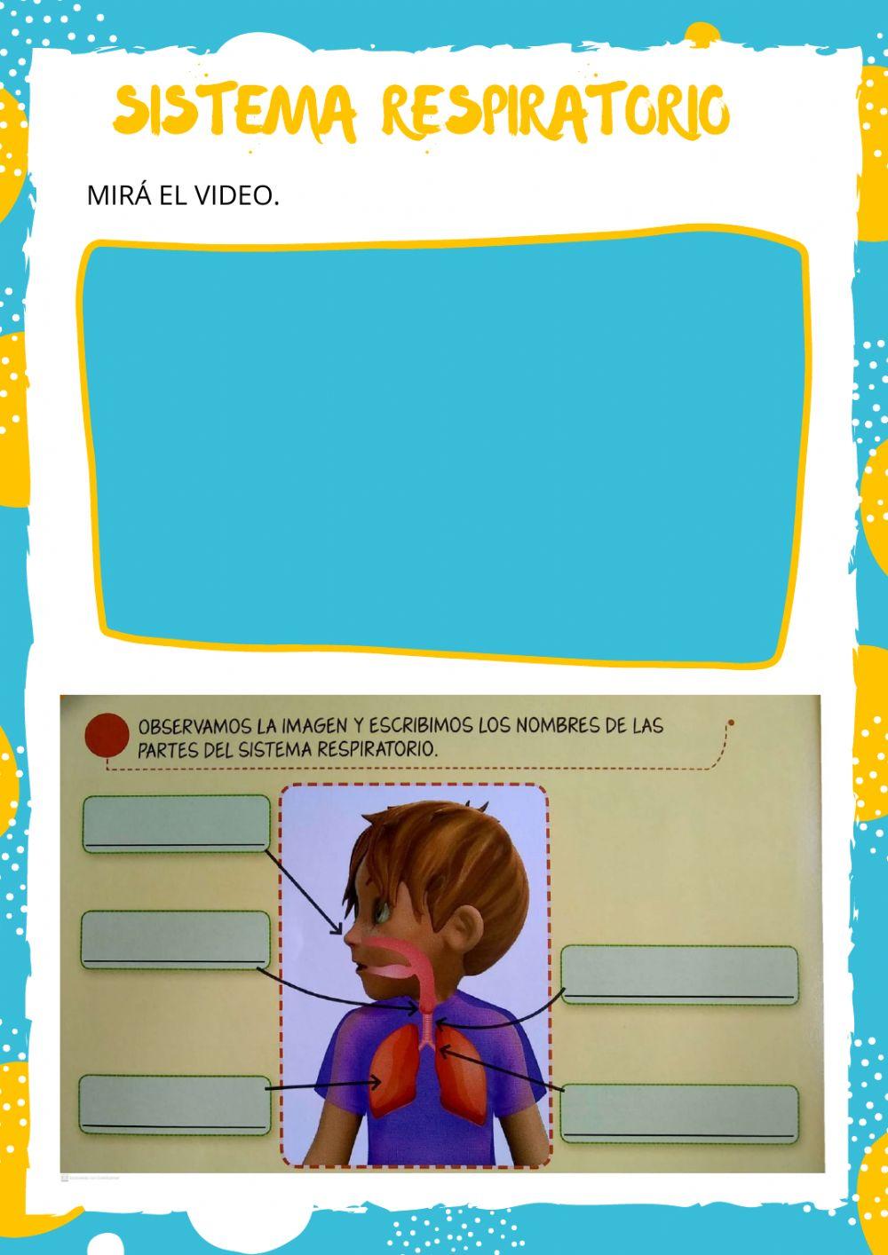 Sistema respiratorio 537379 | Ema | Live Worksheets