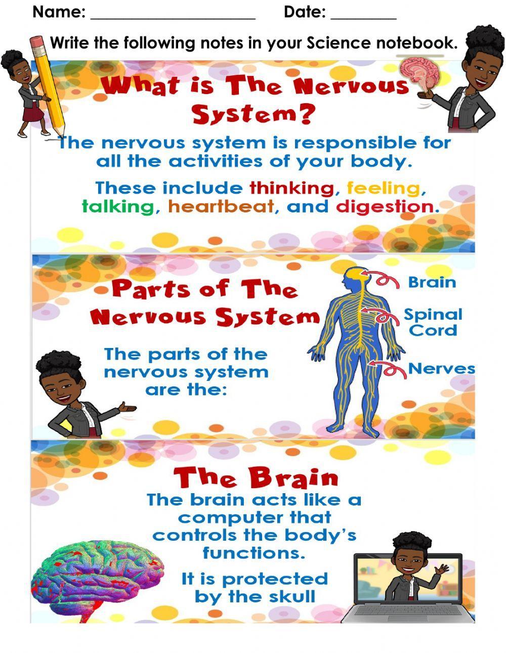 The Nervous System - Notes