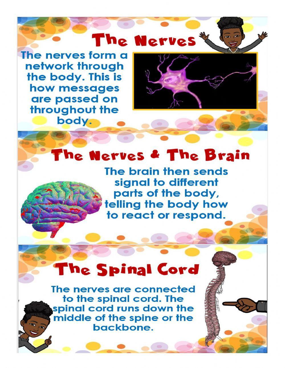 The Nervous System - Notes