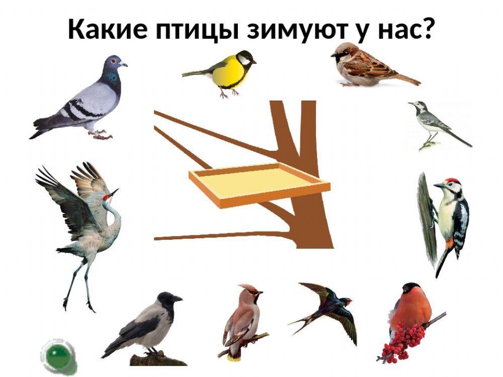 Назови зимующих птиц