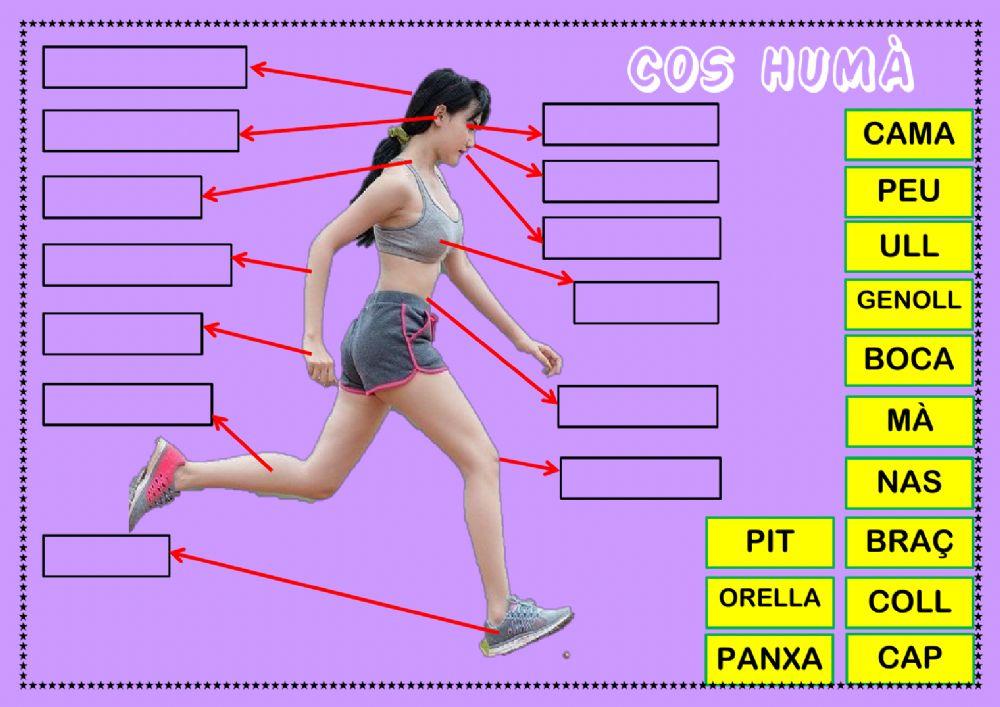 Parts cos humà extern