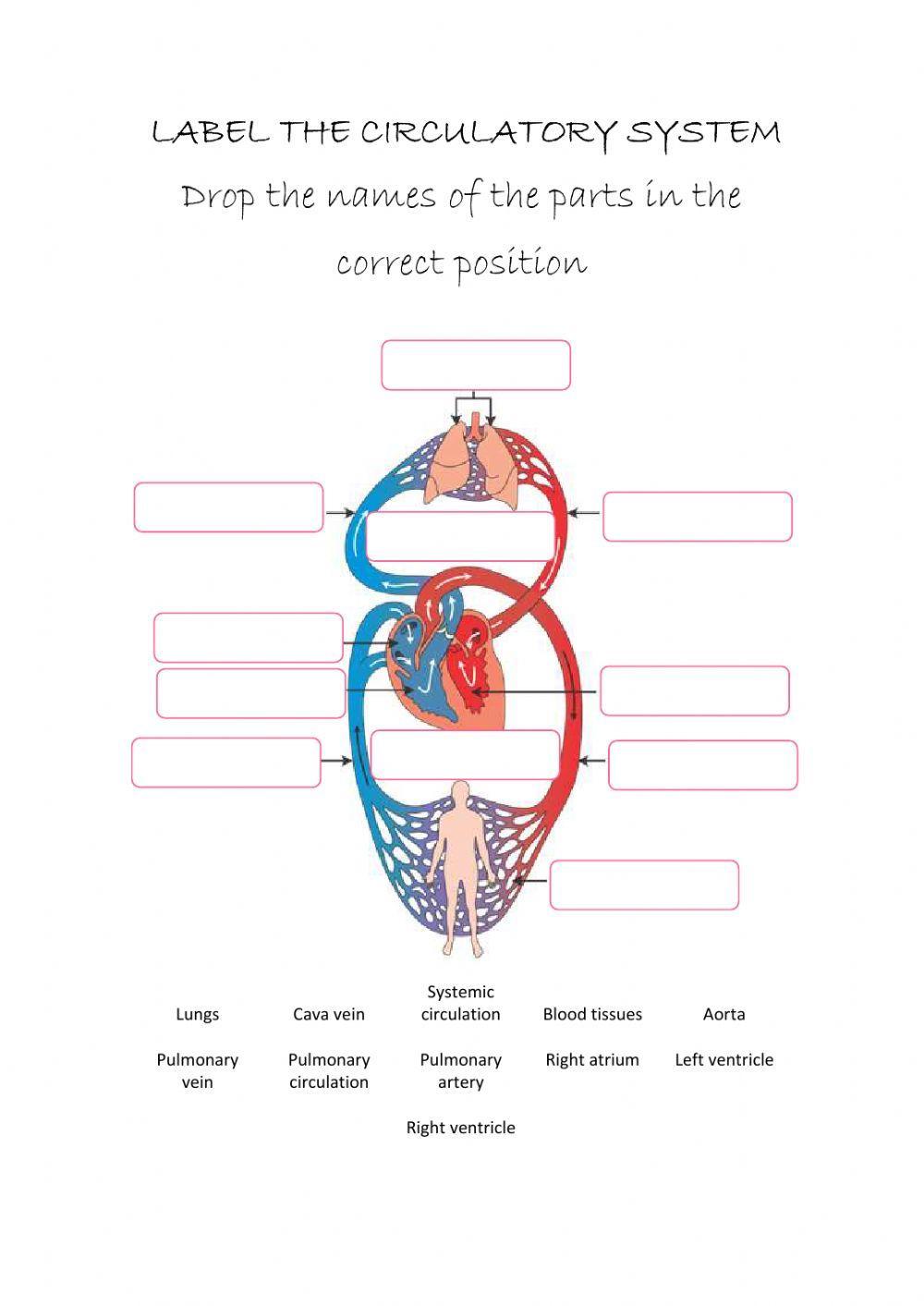 The circulatory system