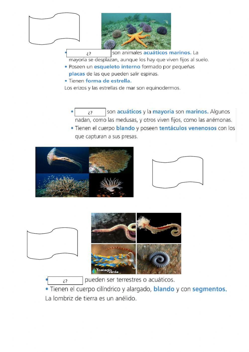 Los animales invertebrados