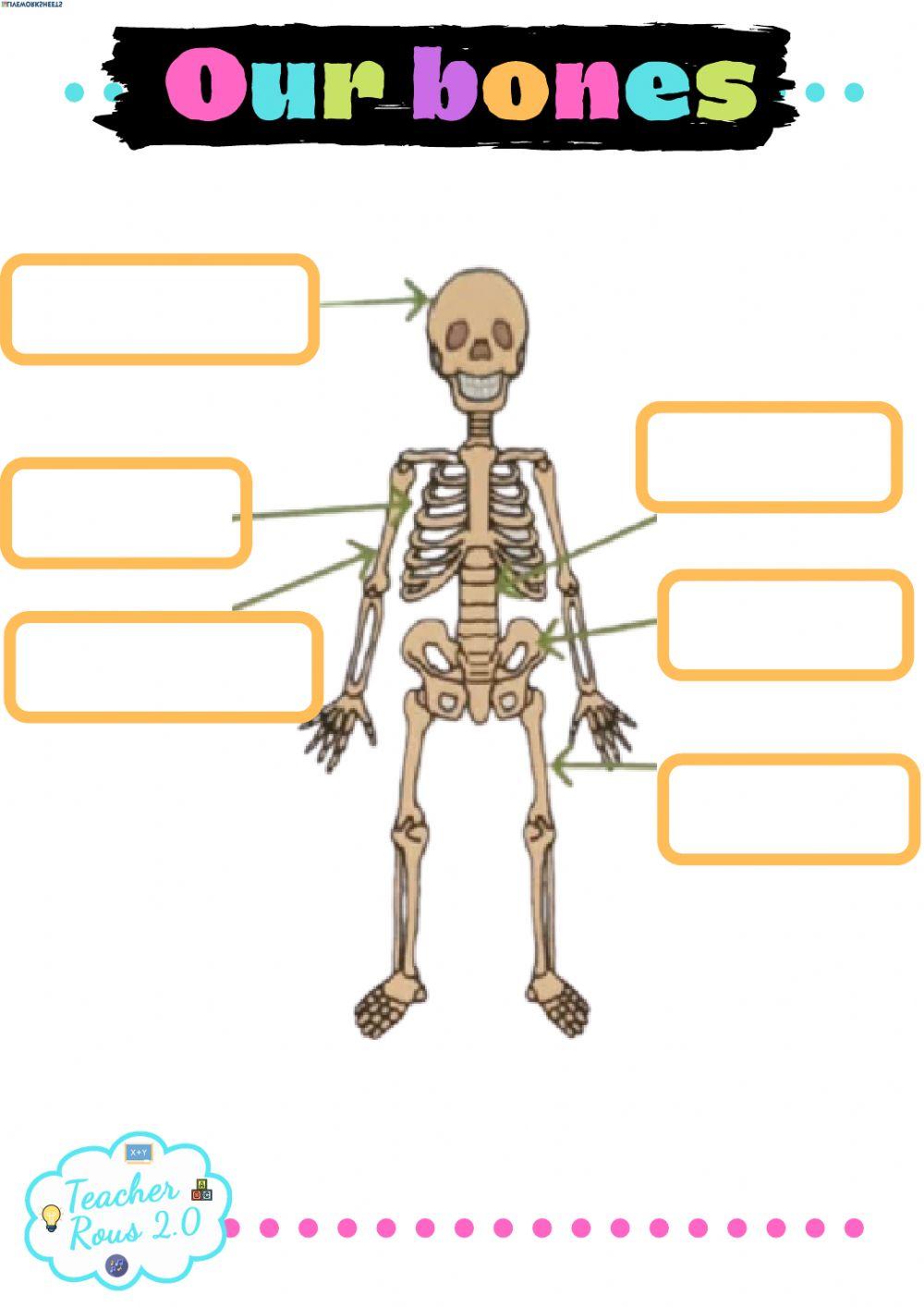 Bones online exercise for 1 2 live worksheets