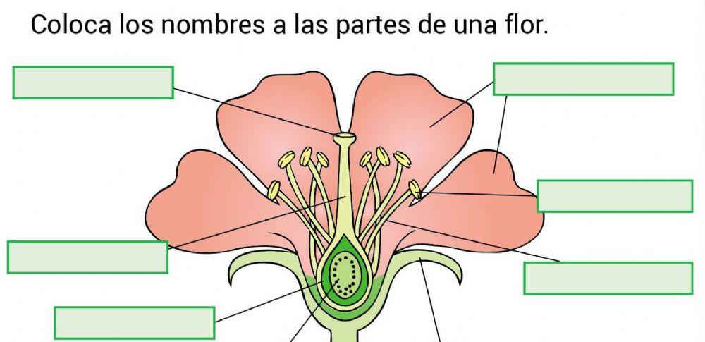 Parts of the flower