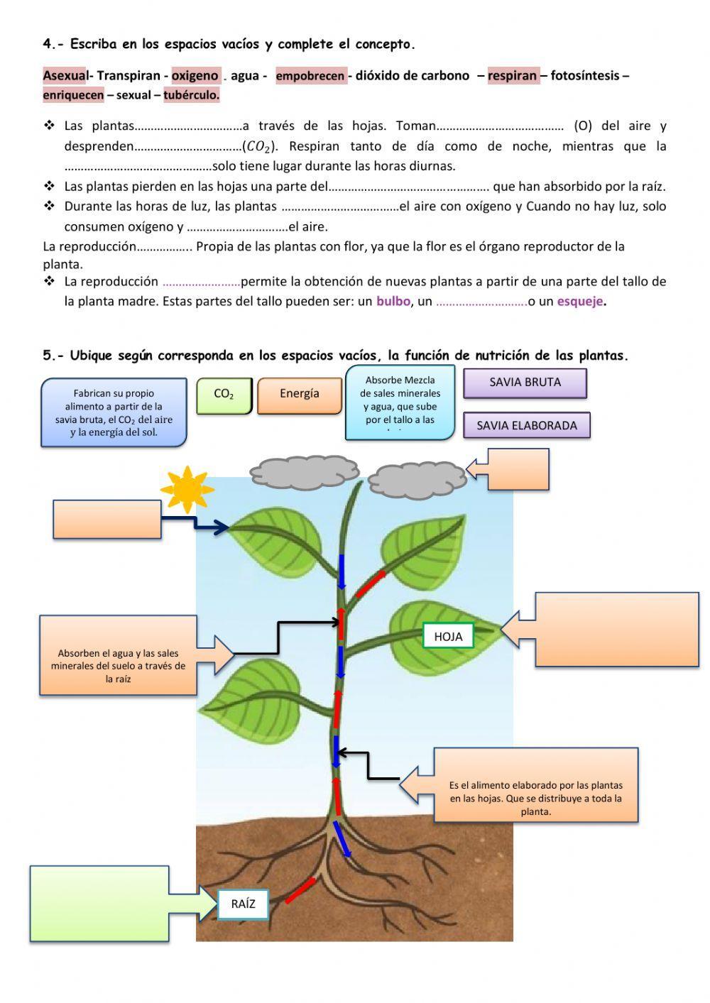FUNCIONES VITALES DE LAS PLANTAS