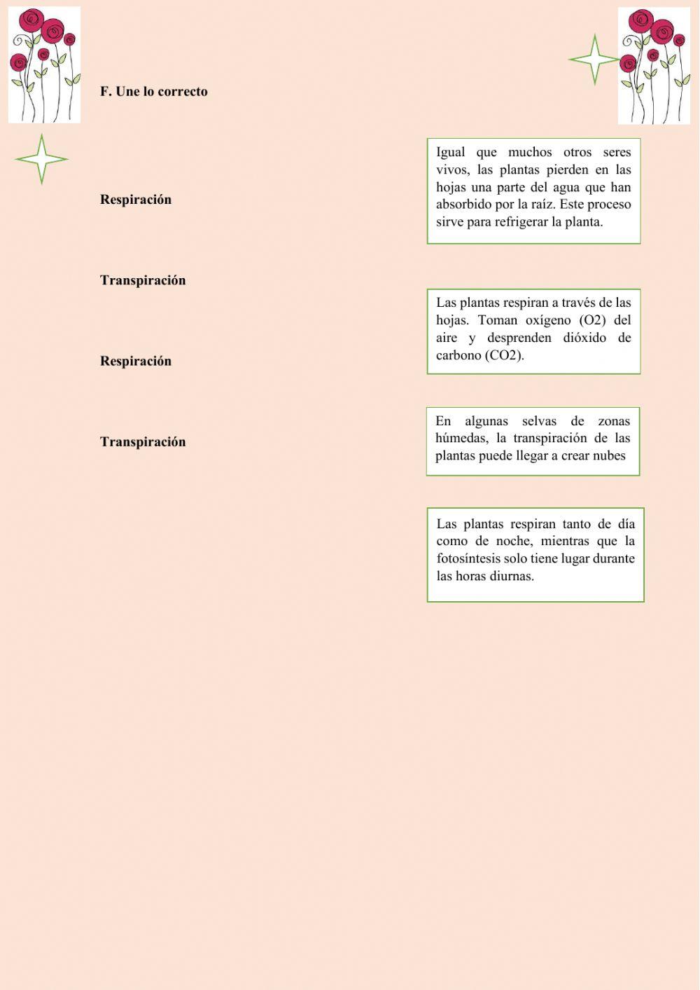 Función de nutrición: PLANTAS