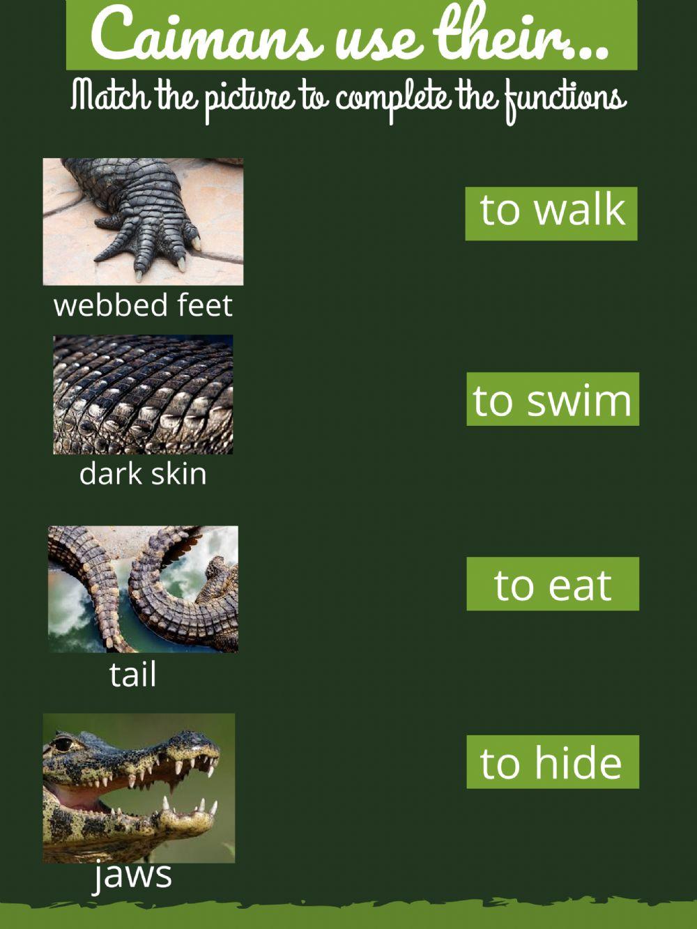 Caiman's use their...