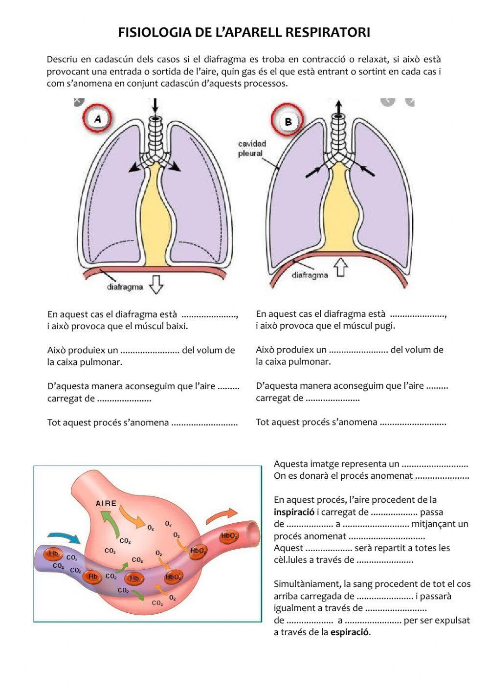 Fisiologia del respiratori